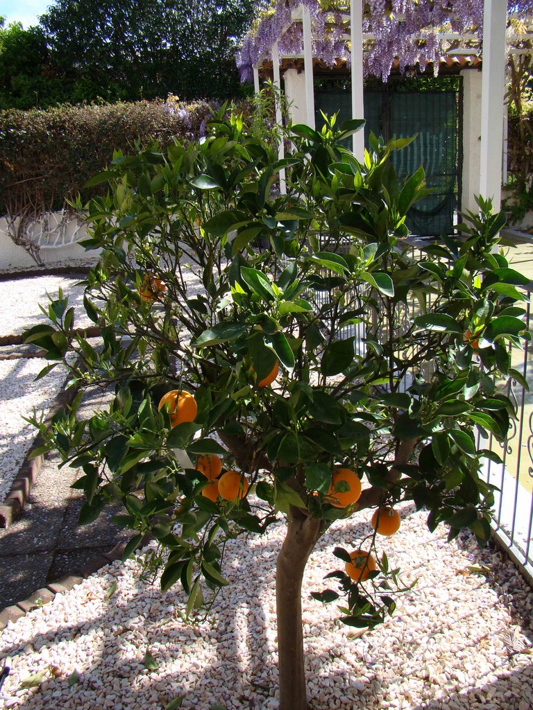 VILLA ANGELINA GIARDINI NAXOS