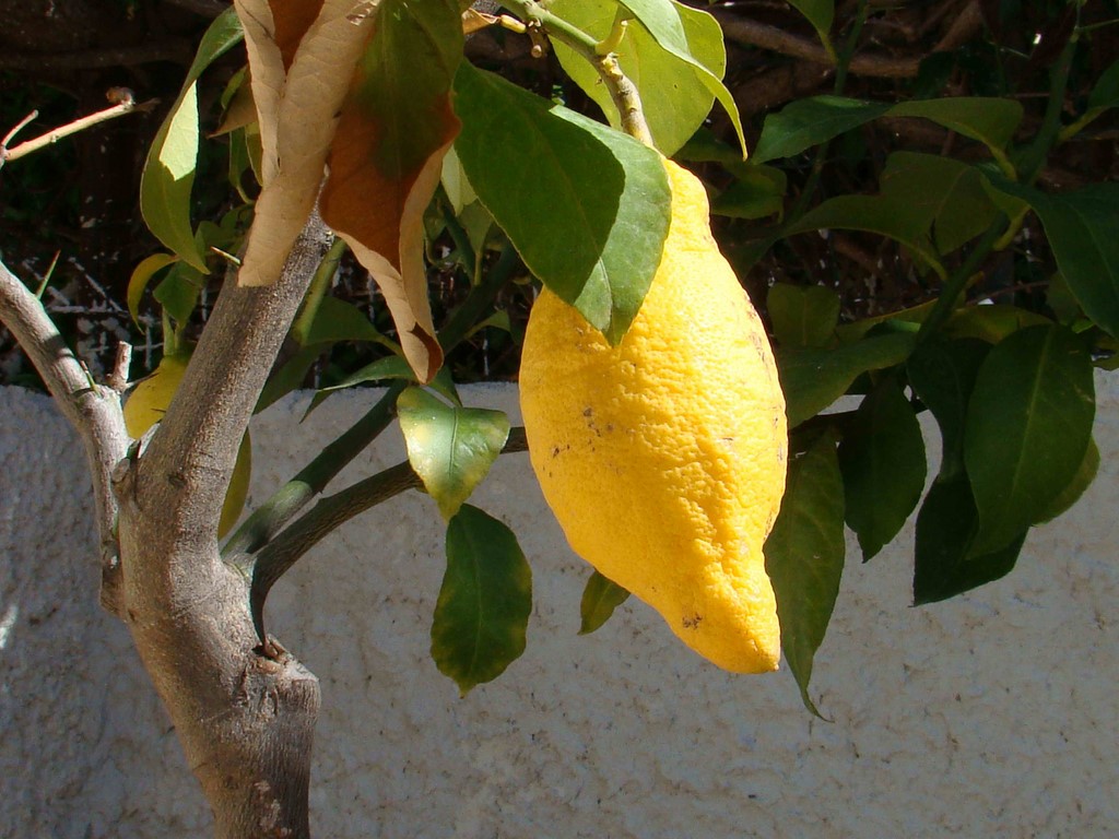 VILLA ANGELINA GIARDINI NAXOS
